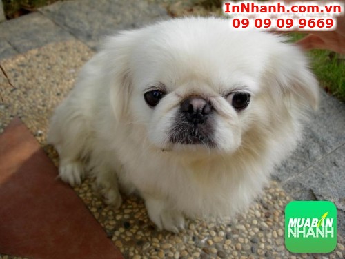 Chó Nhật lai Bắc Kinh lông xù