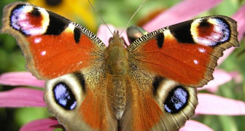 Hình ảnh đẹp nhất của loài bướm